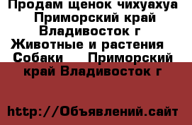 Продам щенок чихуахуа - Приморский край, Владивосток г. Животные и растения » Собаки   . Приморский край,Владивосток г.